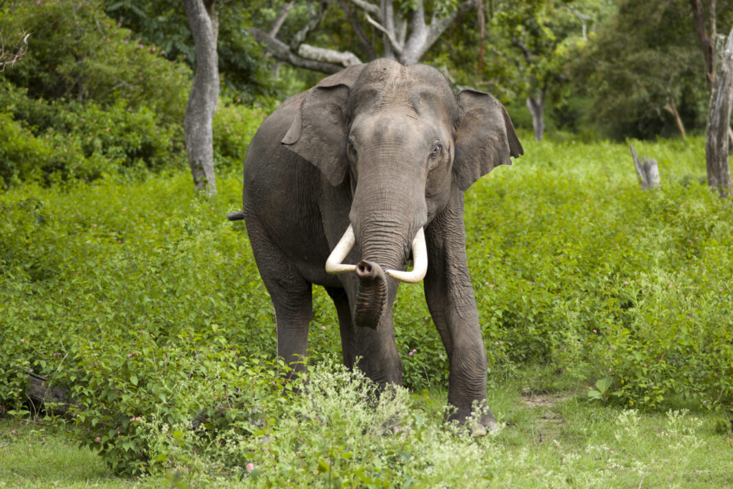 Protection of elephants in Tamil Nadu